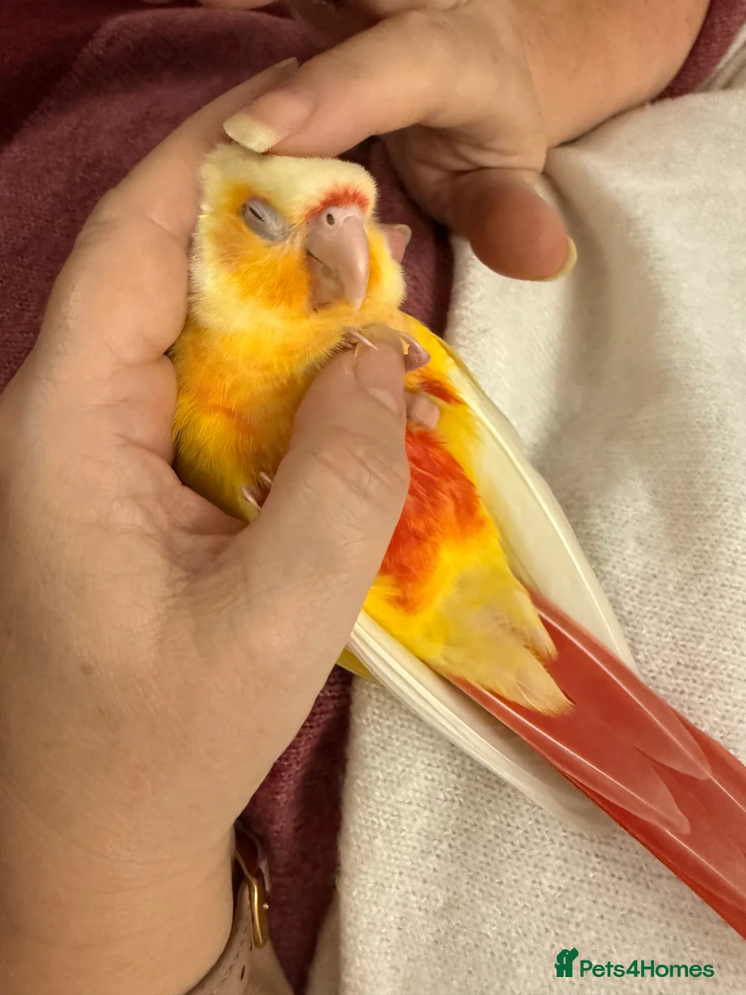 Conures birds for sale: Very Rare Lutino h/r Green Cheek Conure - Advert 1