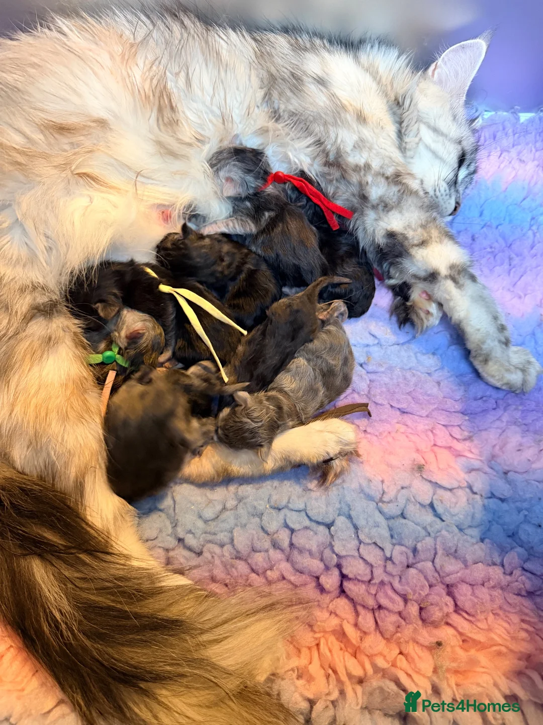 Maine Coon cats for sale: Beautiful high smoked blue & black smoked kittens  - Advert 2
