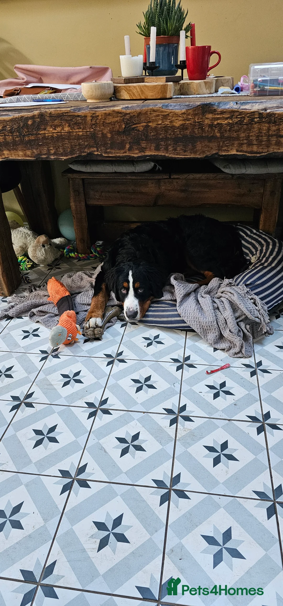 Bernese Mountain Dog dogs for sale: Bernese mountain dog for sale - Advert 7