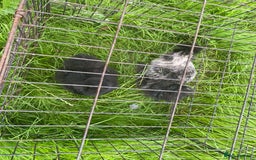 Chickens poultry for sale: Pair of breeding silkies - Image 4
