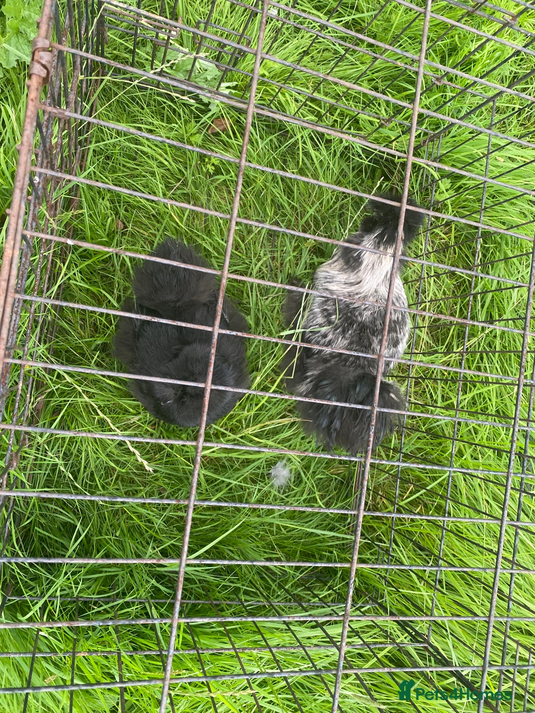 Chickens poultry for sale: Pair of breeding silkies - Image 4