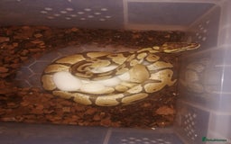 Python Snake reptiles for sale: Adult Royal Python's for sale - Image 1