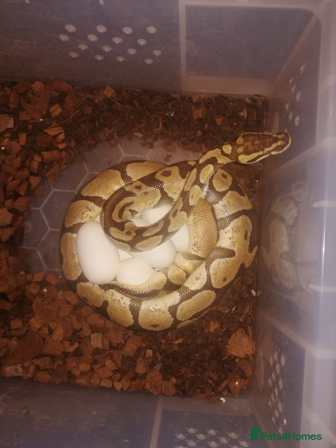 Python Snake reptiles for sale: Adult Royal Python's for sale - Image 1