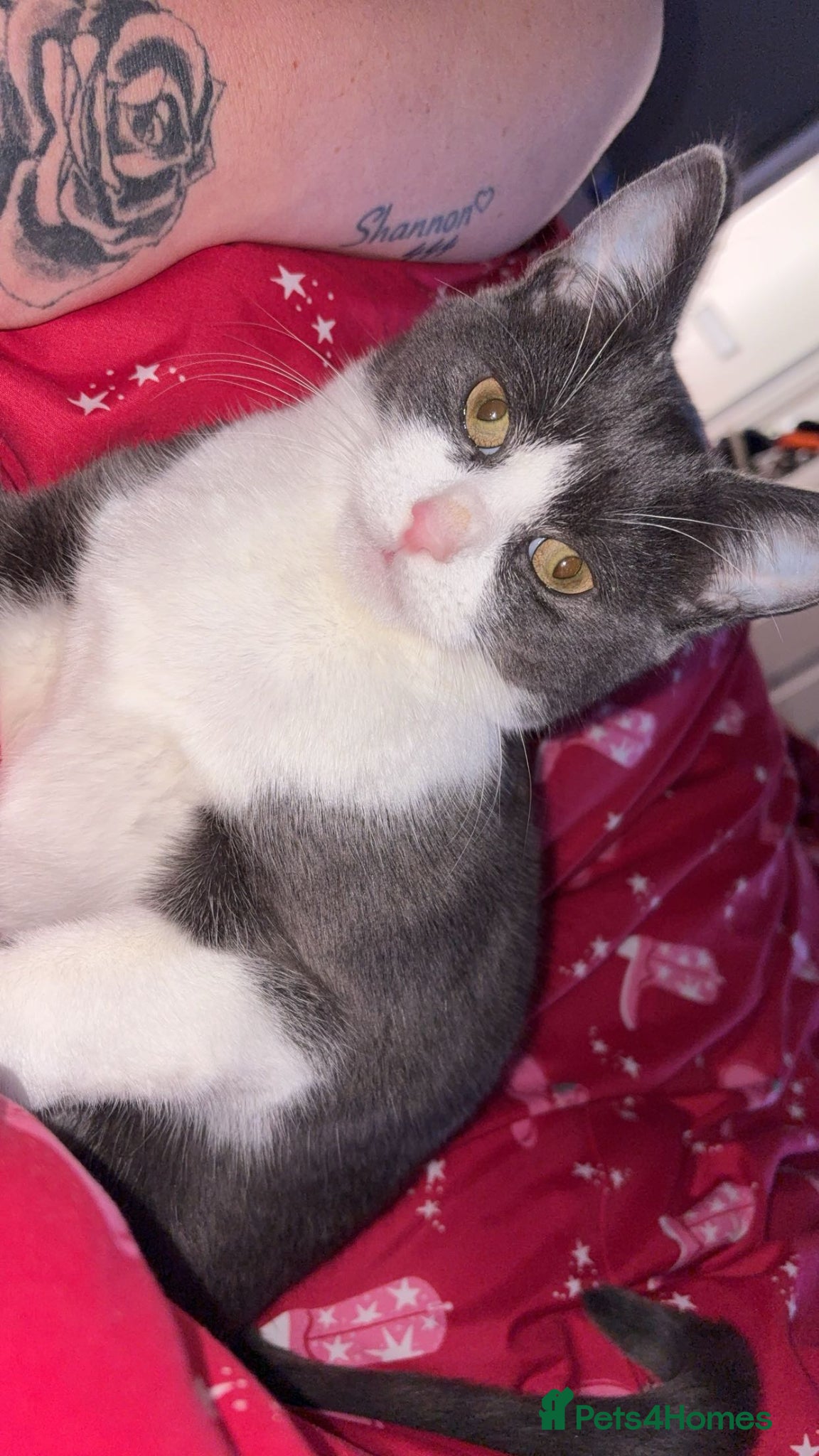 Domestic Shorthair cats Kitten  - Advert 1