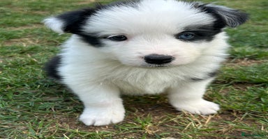 Border Collie dogs - Advert 13