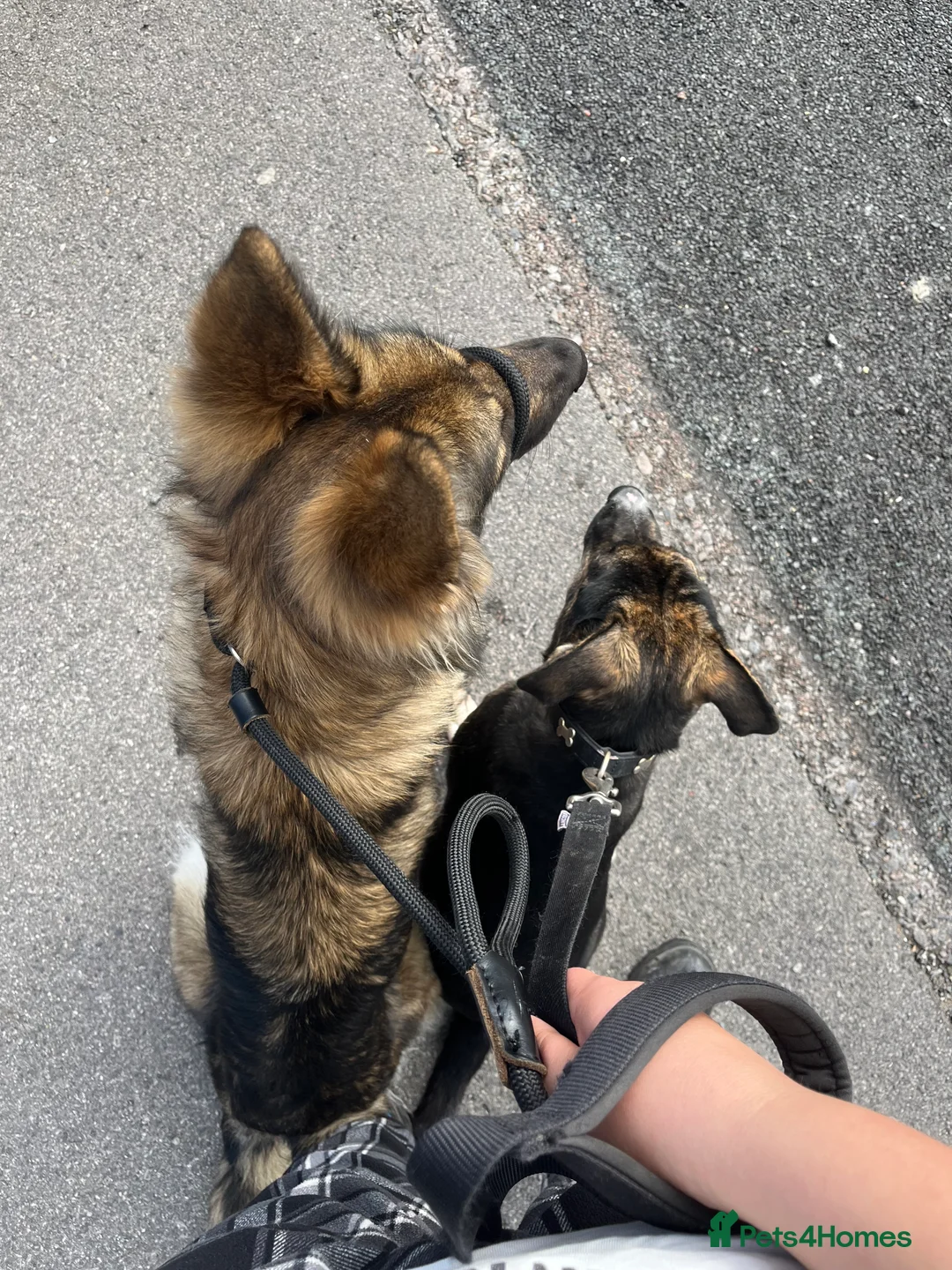 Mixed Breed dogs for sale: Meet storm  - Advert 3