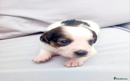 Mixed Breed dogs for sale: Jack Russel Pups in Machynlleth - Image 12