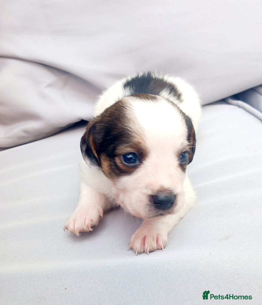 Mixed Breed dogs for sale: Jack Russel Pups in Machynlleth - Image 12