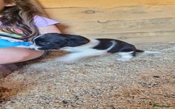 Sprollie dogs for sale: 7 lovely sprollie pups for sale - Image 15