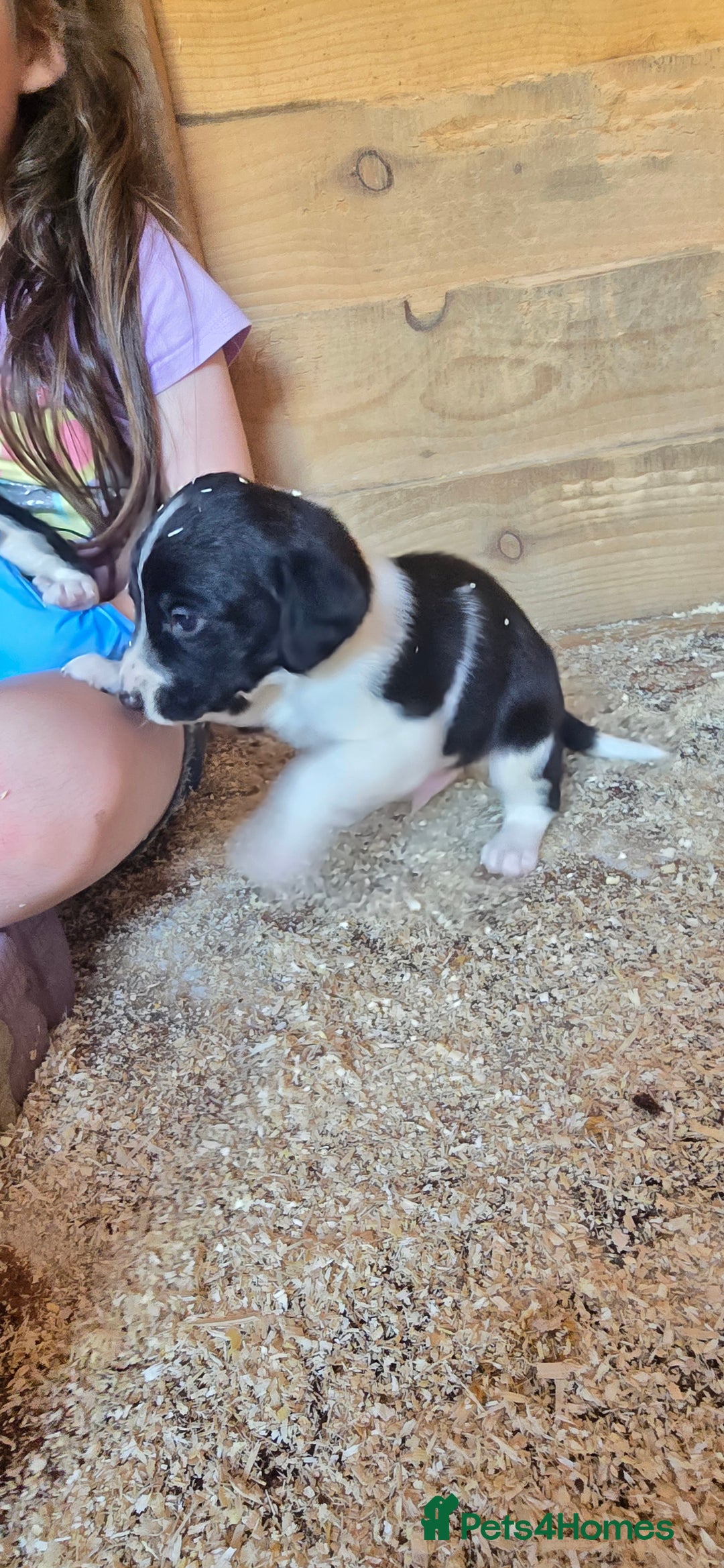 Sprollie dogs for sale: 7 lovely sprollie pups for sale - Image 15