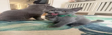 British Shorthair 3