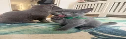British Shorthair cats for sale: British shorthair kittens 1 girl left - Advert 15