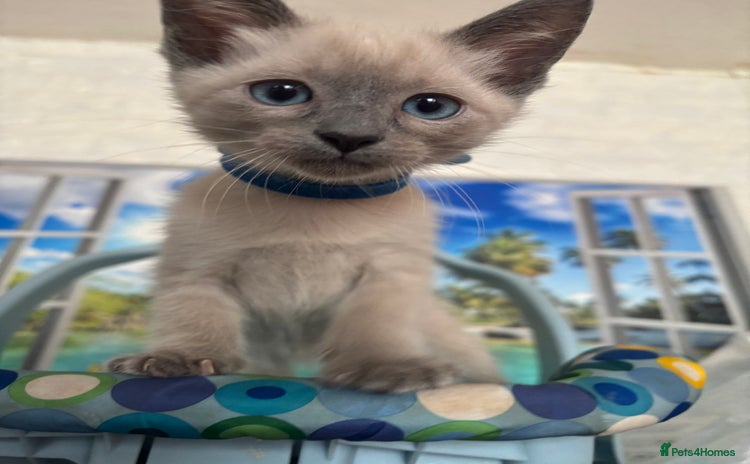 Ragdoll cats - Advert 9