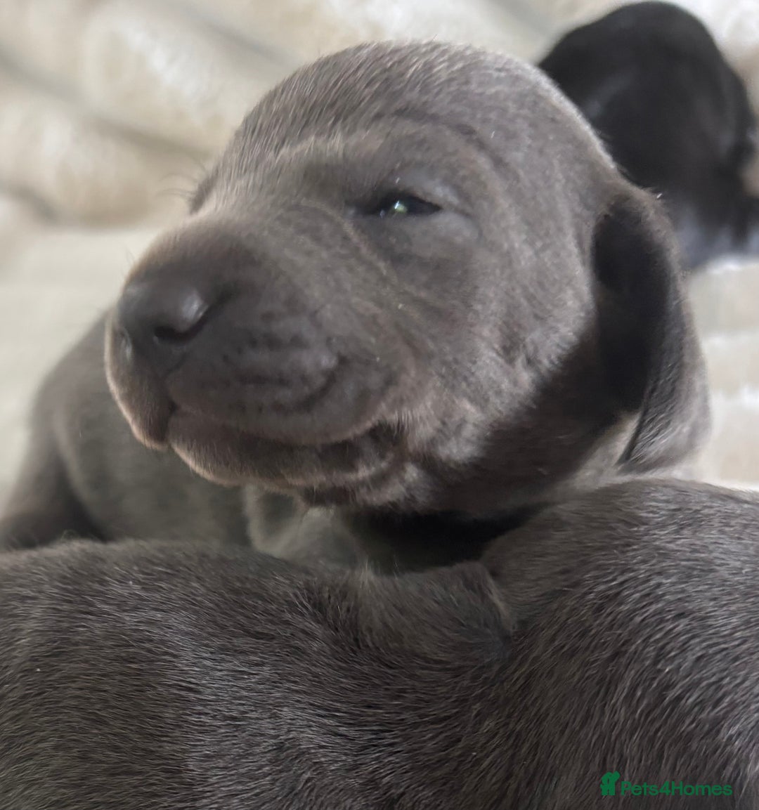 Miniature Dachshund dogs for sale: Stunning miniature dachshunds - Image 16