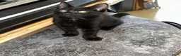 British Shorthair cats for sale: British shorthair in Hounslow - Advert 6