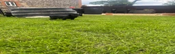 Springador dogs for sale: Springadore puppies for sale  in Thetford - Advert 16