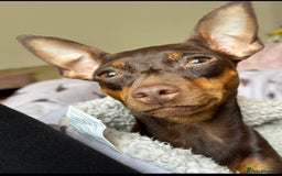 Miniature Pinscher dogs for sale: 4 year old miniature pinscher  - Image 3