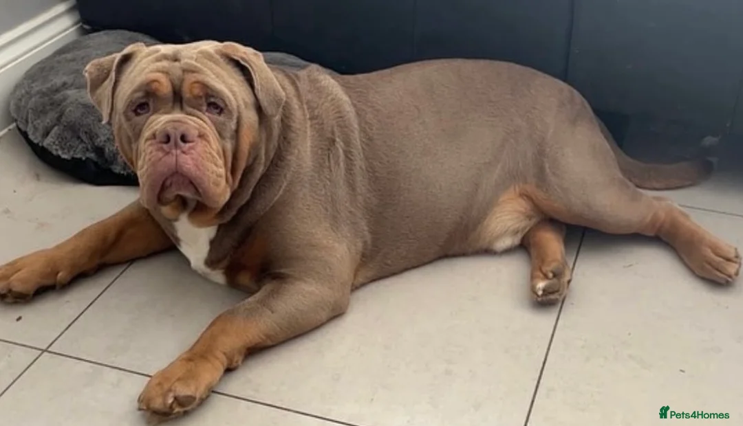 Olde English Bulldogge dogs for stud: Olde English Bulldog stud well proven - Advert 6