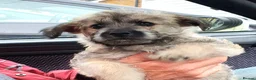 Mixed Breed dogs for sale: Possible puppies available-LOVING HOMES ONLY in Basildon - Advert 12