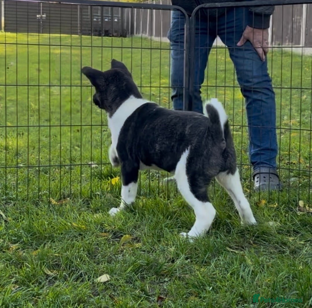 Akita dogs for sale: Quality KC Registered American Akita Puppies - Advert 33