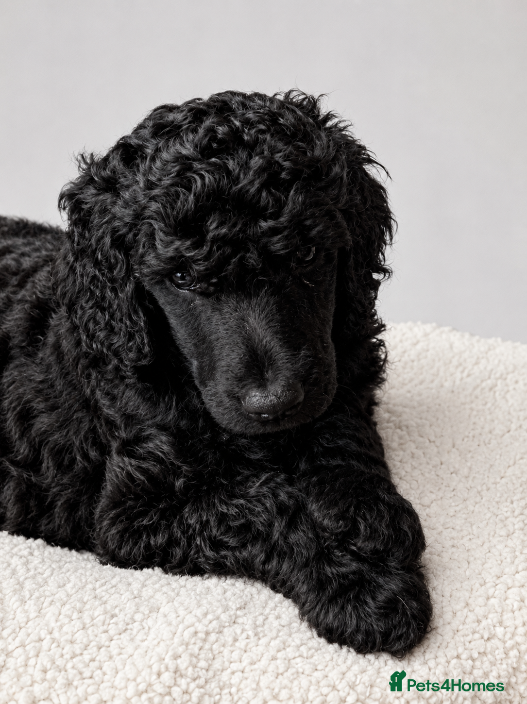 Standard Poodle dogs Reservation List Open. Standard Poodle Puppies - Advert 2