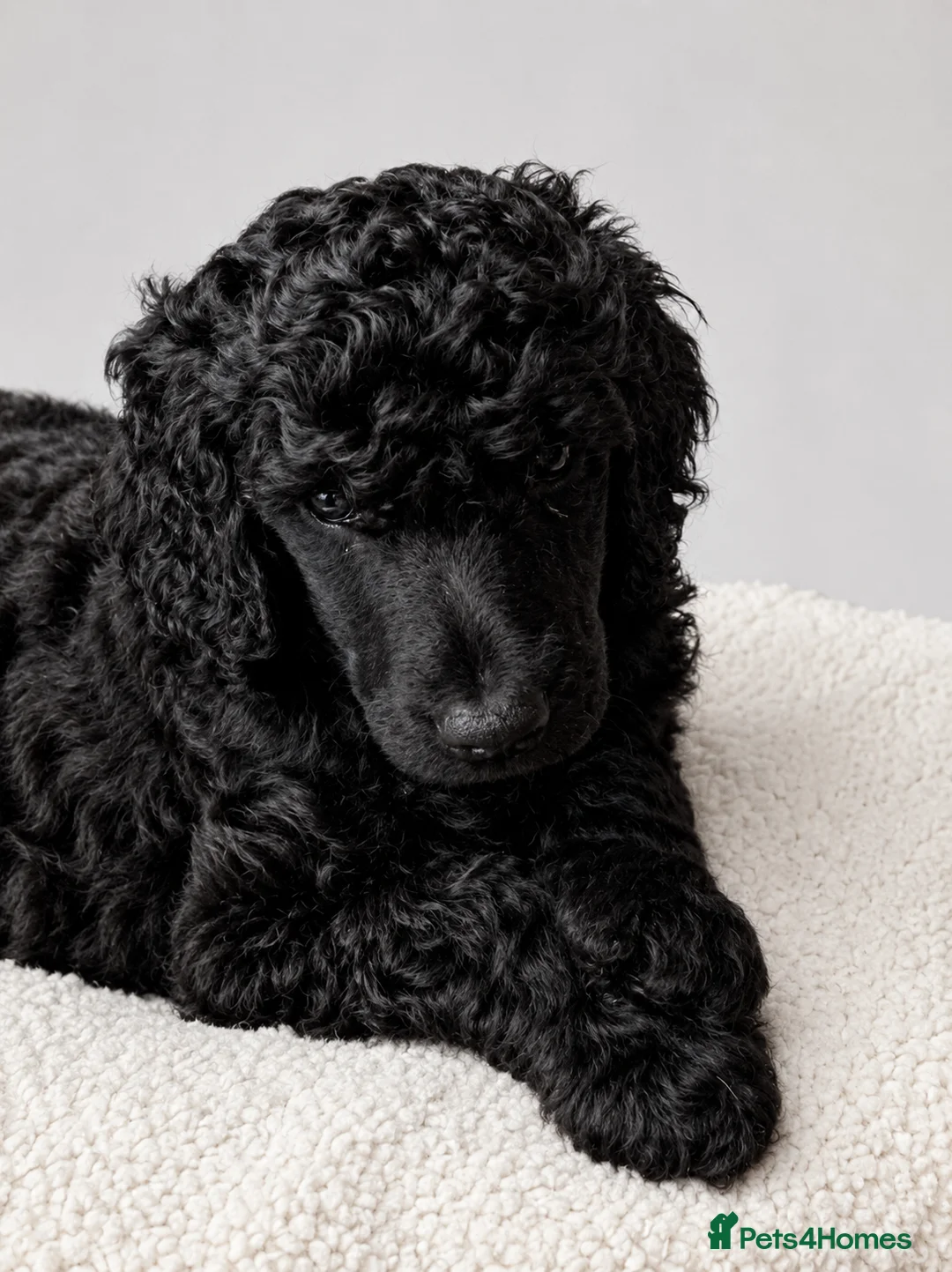 Standard Poodle dogs for sale: Reservation List Open. Standard Poodle Puppies - Advert 1