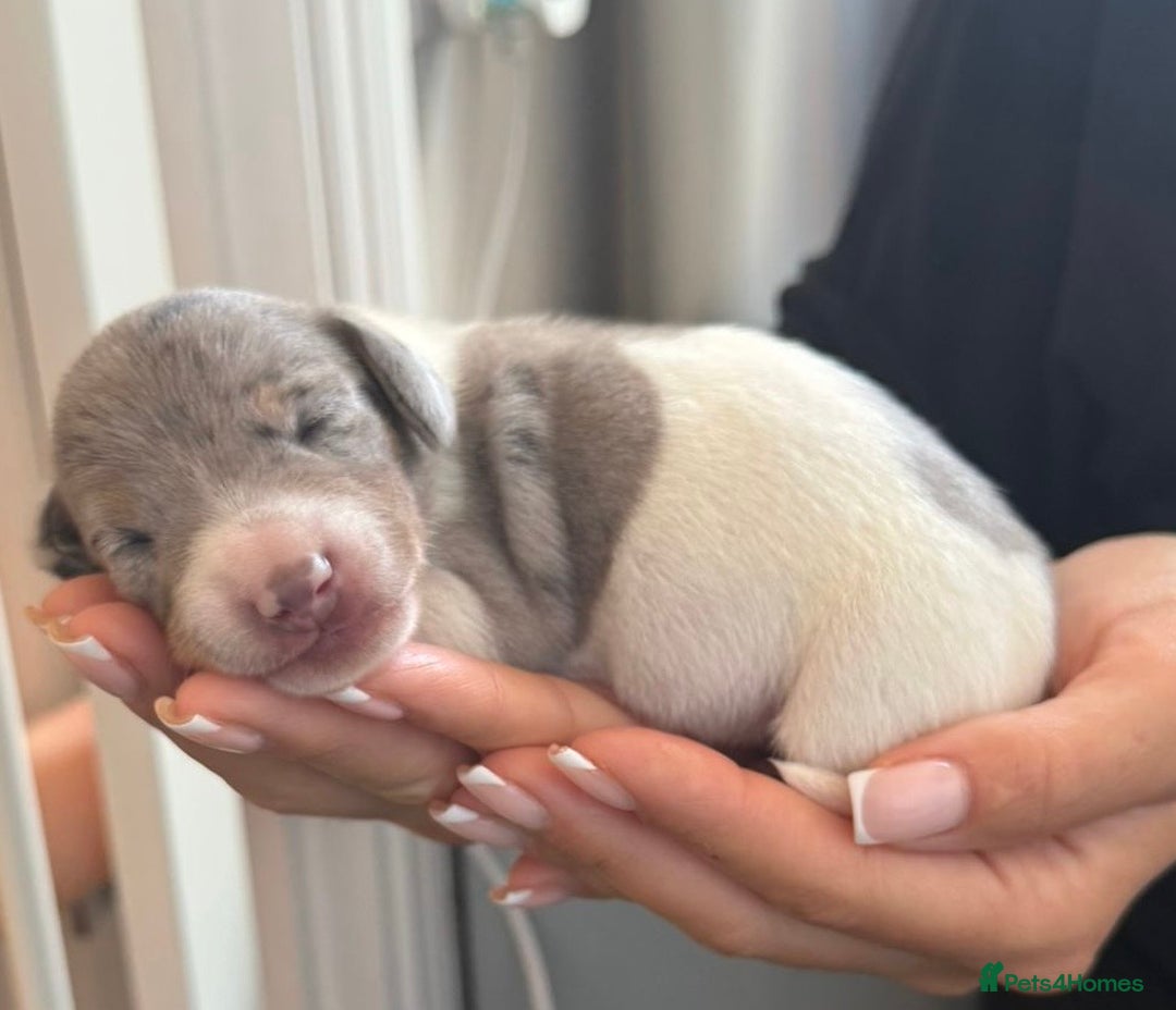 Miniature Dachshund dogs for sale: 4 MINIATURE DACHSHUND PUPPIES 🤍  - Image 10