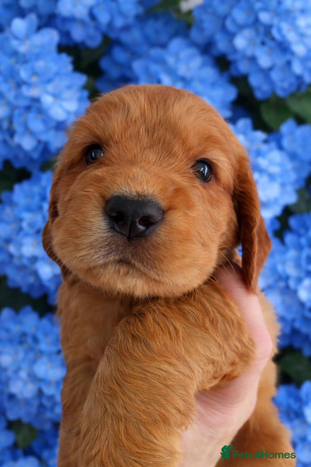 Cocker Spaniel dogs KC Reg Show Type Cocker Spaniel puppies - Advert 1