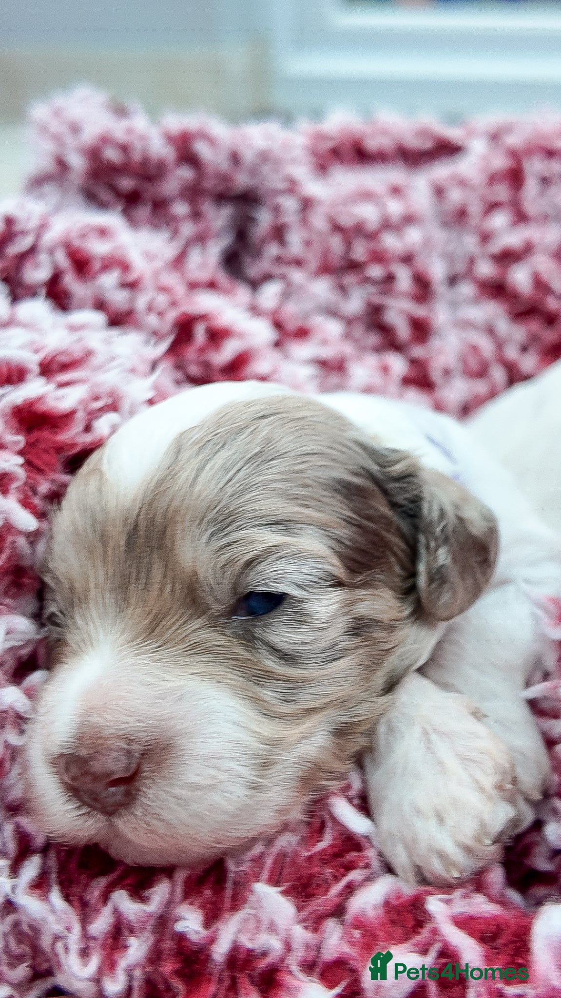 Mixed Breed dogs Mini Australian Labradoodle. Labradoodle/Cockapoo - Advert 2