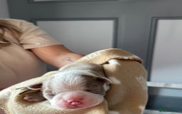 Boston Terrier dogs for sale: Stunning rainbow litter born 5/8/35 - Image 18