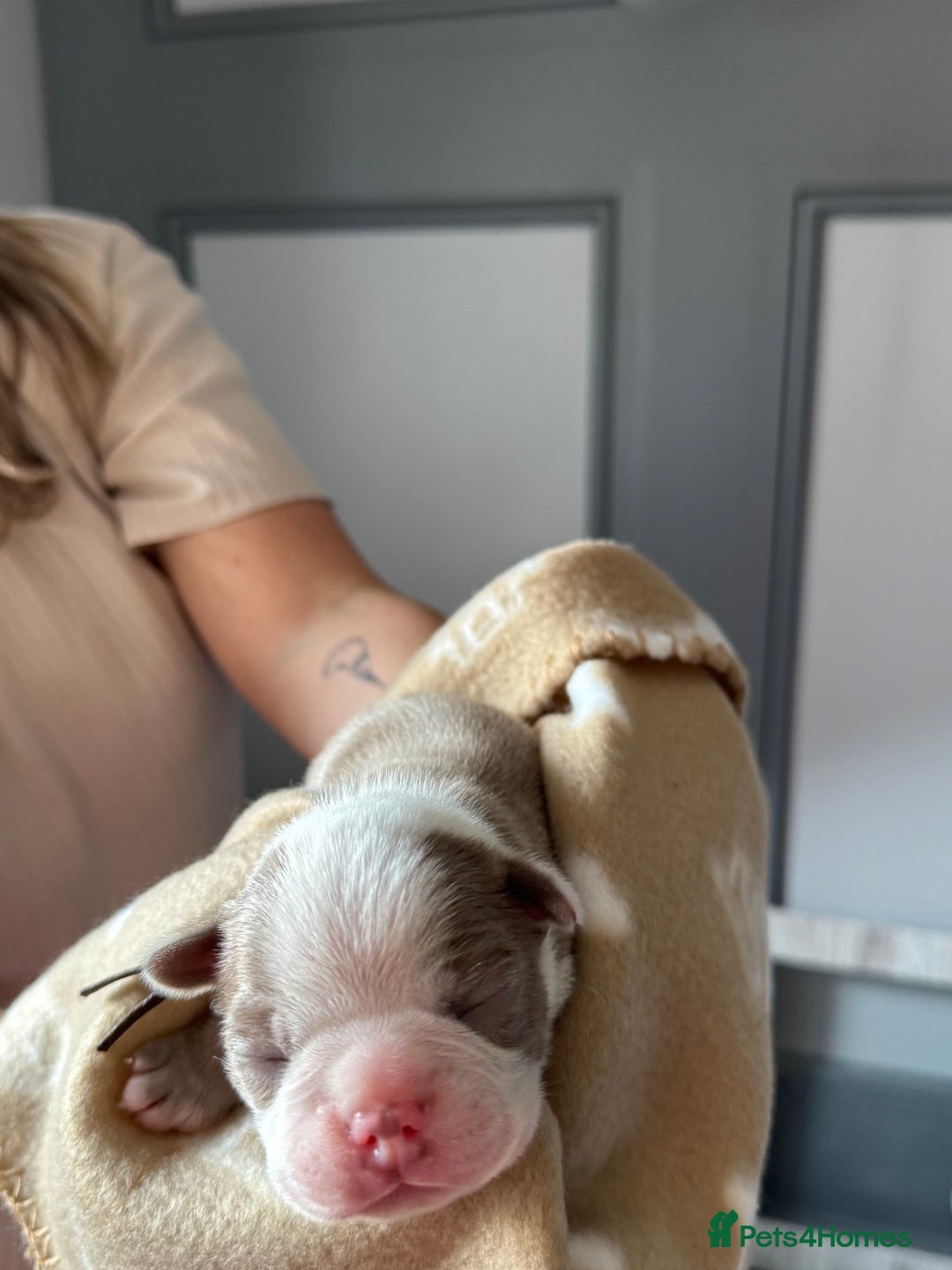 Boston Terrier dogs for sale: Stunning rainbow litter born 5/8/35 - Image 18