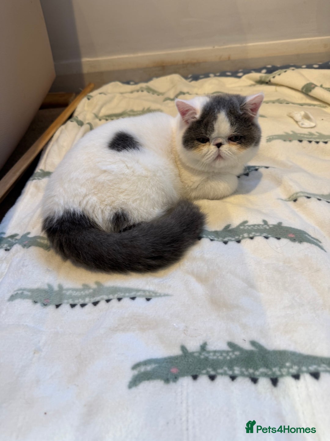 Exotic cats for sale: Outstanding quality exotic kittens  Champion lines - Advert 14