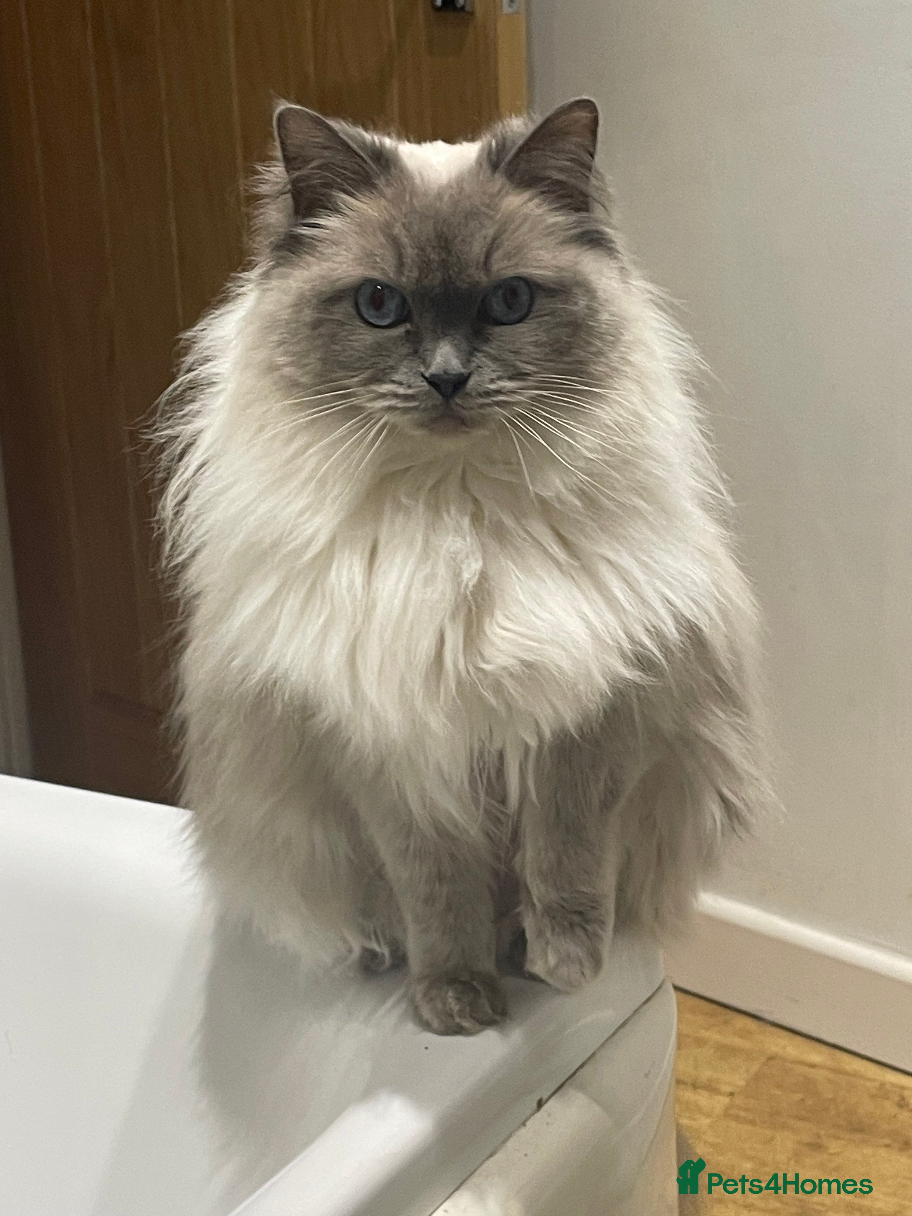 Daphne