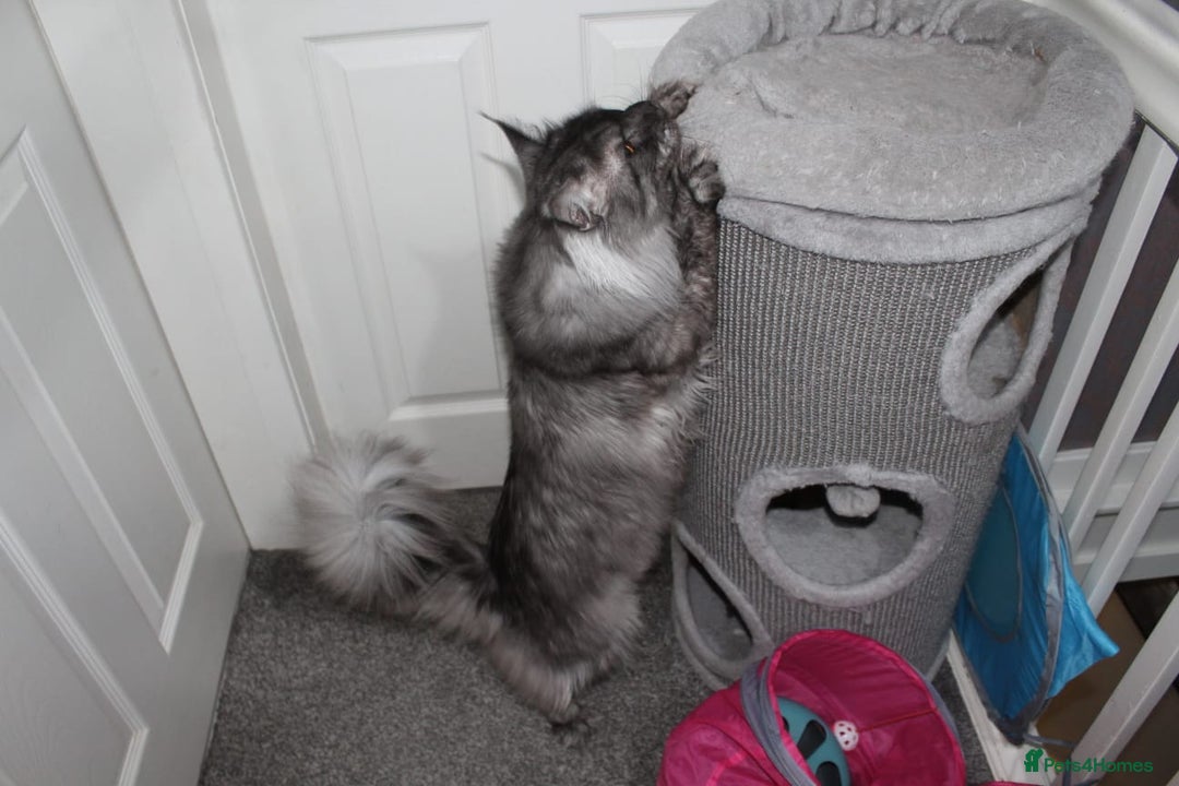 Maine Coon cats for stud: Amazing Russian Import For STUD in Sheffield - Image 6