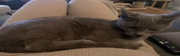 Russian Blue cats for sale: Retired queen, Russian blue cat for sale - Advert 7
