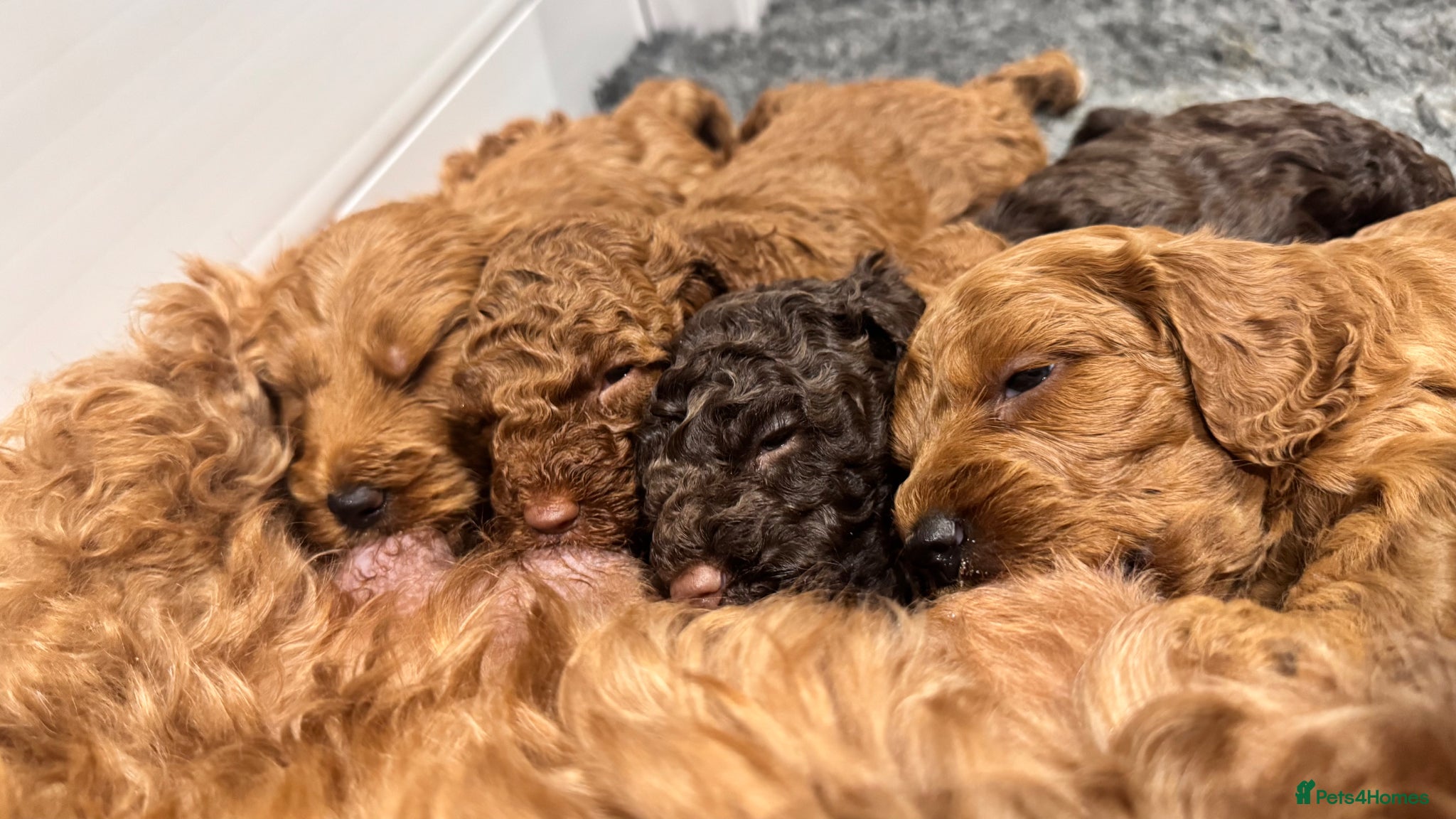 Cockapoo dogs 🐶 4 Stunning F1B Cockapoo Puppies for Sale 🏡💖 - Advert 11