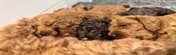 Cockapoo dogs for sale: READY NOW STUNNING CURLY CHOCOLATE MALE - Advert 6