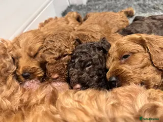 Cockapoo dogs 🐶 4 Stunning F1B Cockapoo Puppies for Sale 🏡💖 - Advert 1