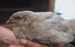 Mixed Breed birds for sale: Jumbo Coturnix Quail Mix Of Colours - Image 8