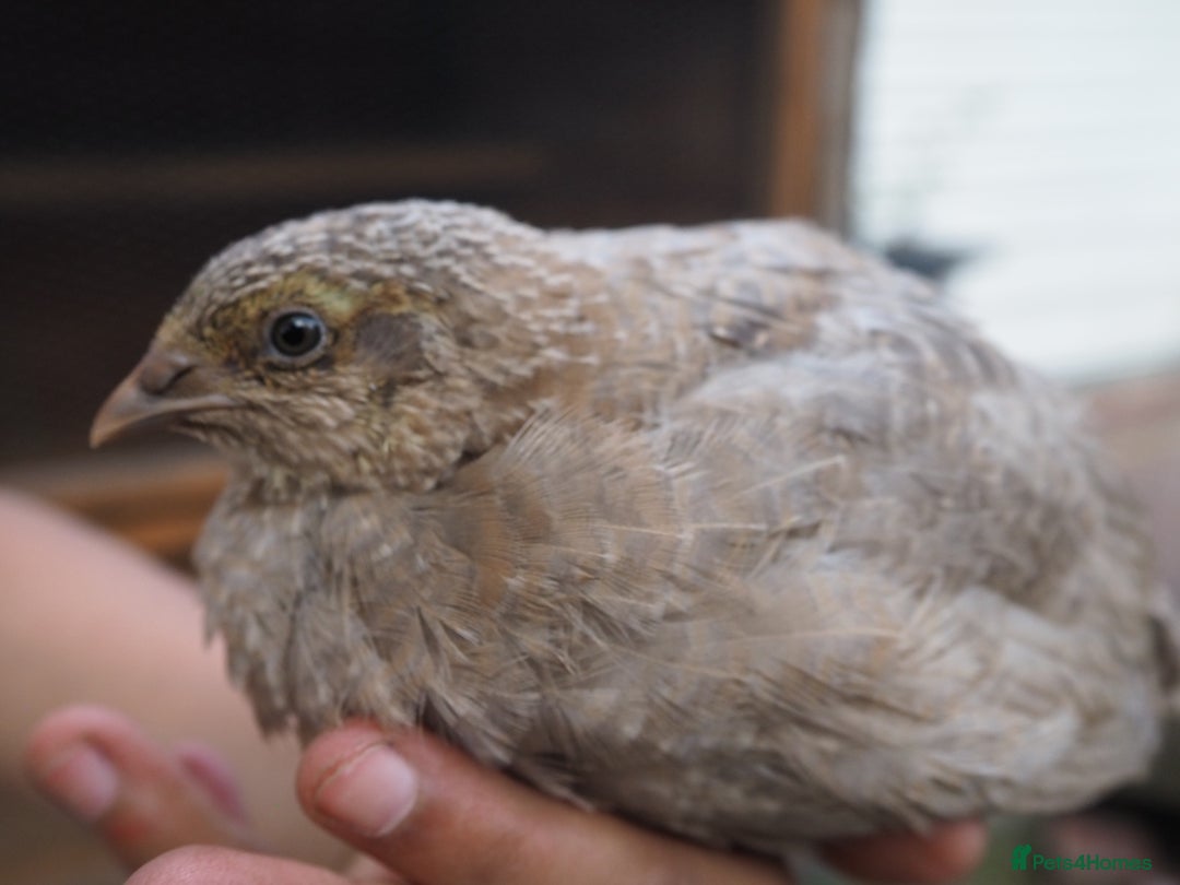 Mixed Breed birds for sale: Jumbo Coturnix Quail Mix Of Colours - Image 8