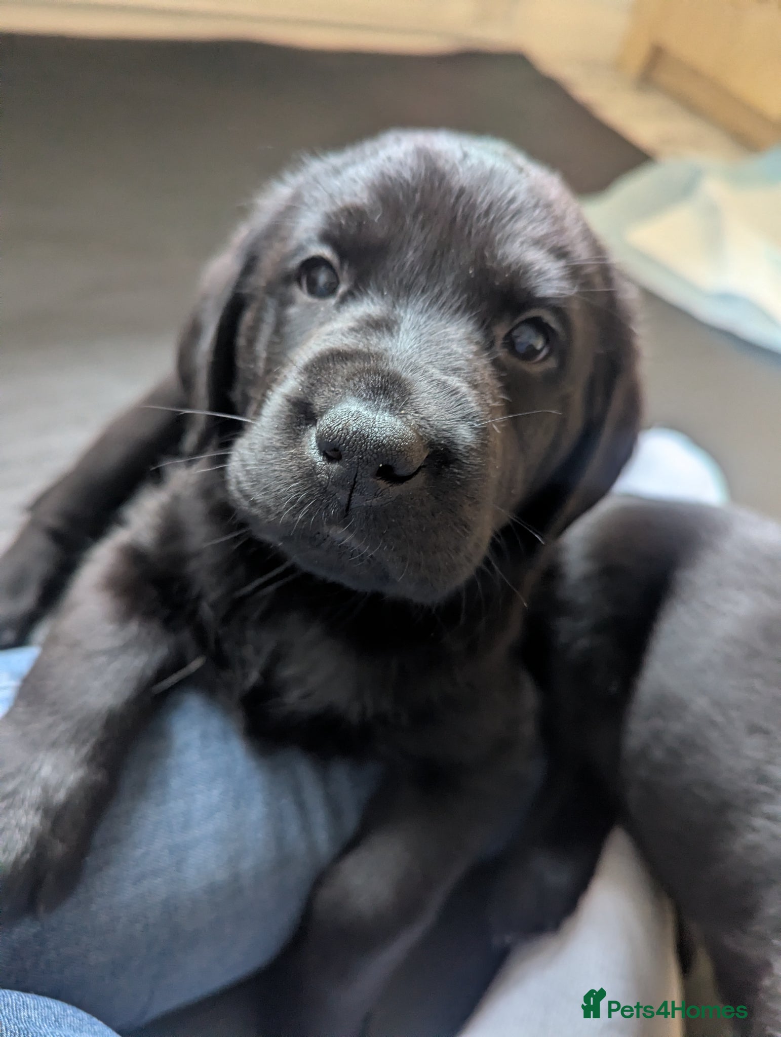 Labrador Retriever dogs Gorgeous Pedrigree Black Lab Pup *** 1 boy left*** - Advert 1