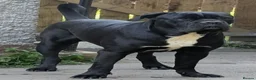 Cane Corso dogs for sale: 8 Beautiful Cane Corso Pups - Advert 1