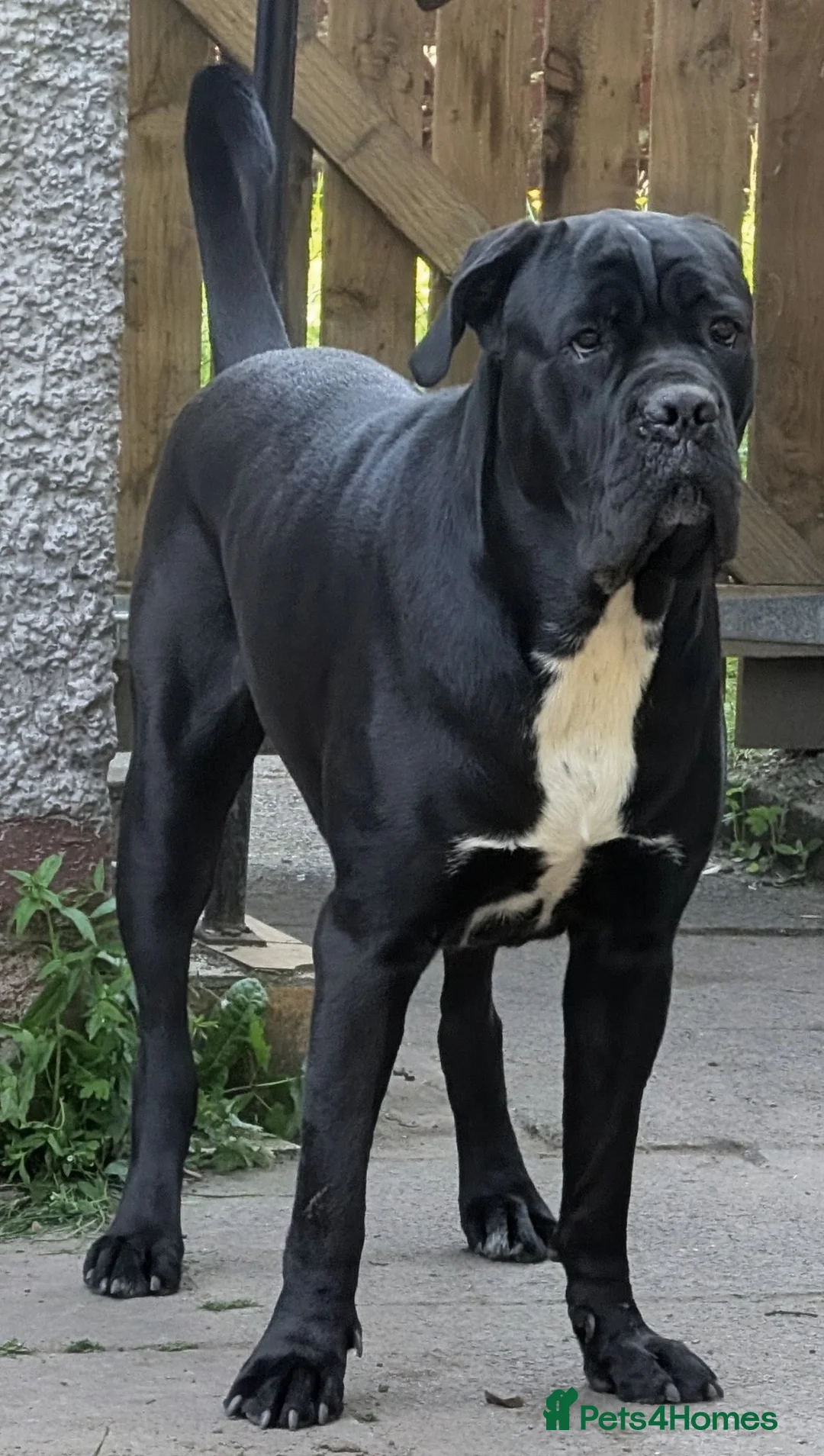 Cane Corso dogs for sale: 8 Beautiful Cane Corso Pups - Advert 1
