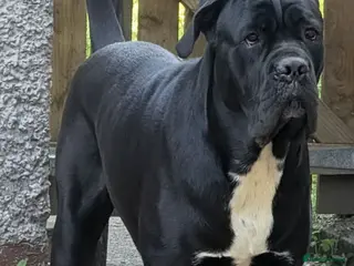 Cane Corso dogs 8 Beautiful Cane Corso Pups - Advert 2