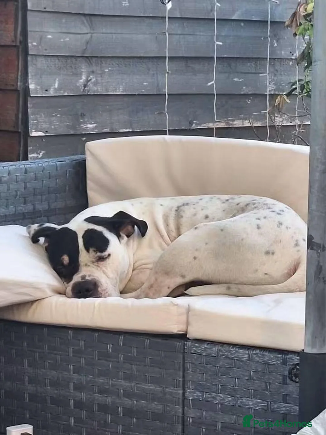 Staffordshire Bull Terrier dogs for adoption: Meet Poppy, currently residing in Kent in Chertsey - Advert 2