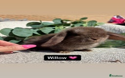 Mini Lop rabbits for sale: Baby mini lops for sale *READY TO LEAVE NOW* - Image 5