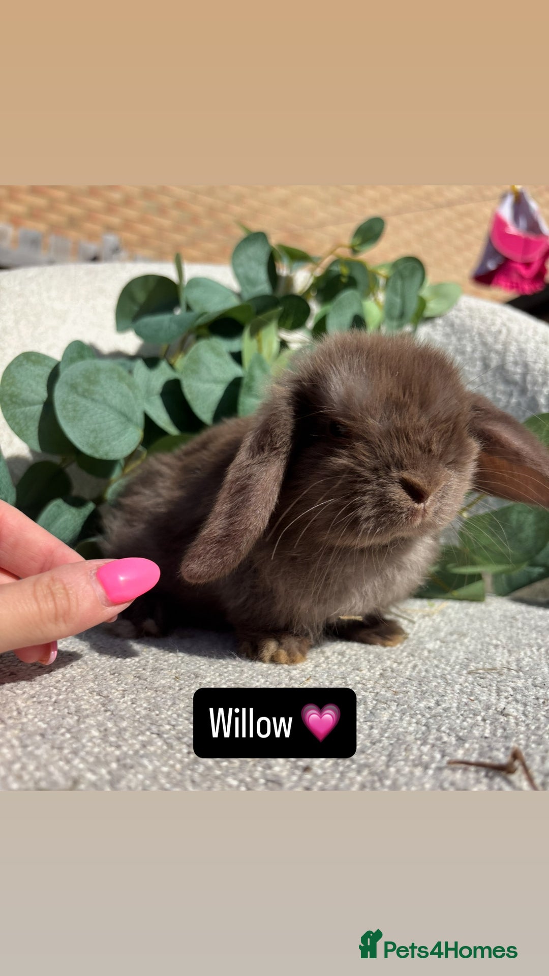 Mini Lop rabbits for sale: Baby mini lops for sale *READY TO LEAVE NOW* - Image 5