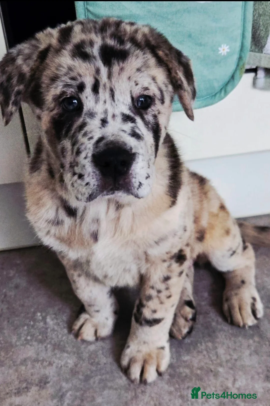 Mixed Breed dogs for sale: 5 month old Marl colour puppy.  - Advert 2