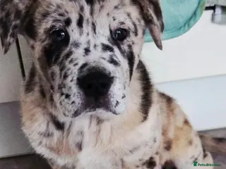 Mixed Breed dogs 5 month old Marl colour puppy. - Advert 1