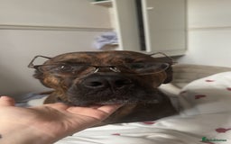 Mixed Breed dogs for sale: Dog for sale - Image 2